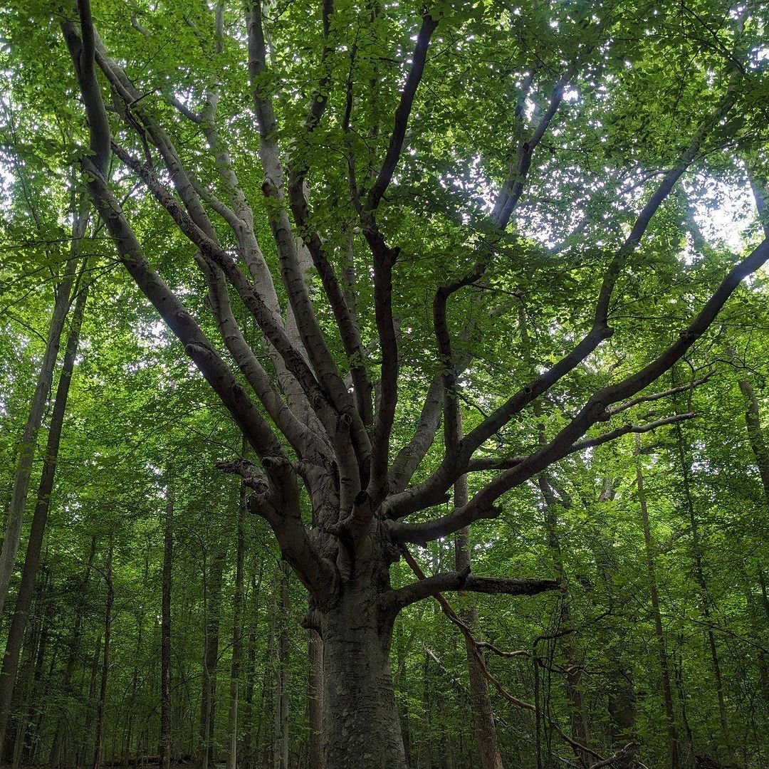 Majestic American Beech tree standing tall in the heart of a lush forest.