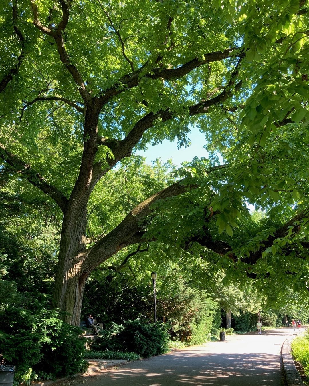 A majestic American Elm tree stands tall in a park with a paved path.