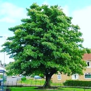 An impressive American Sycamore tree looms in front of a house.