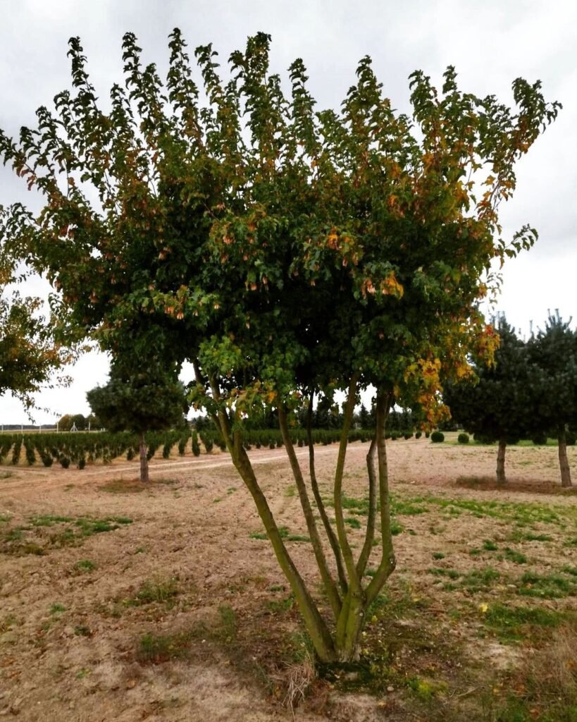 20 Trees That Start With A | Expert Guide with Growing Tips 5 Scenic view of an Amur Maple tree with green leaves in a field.