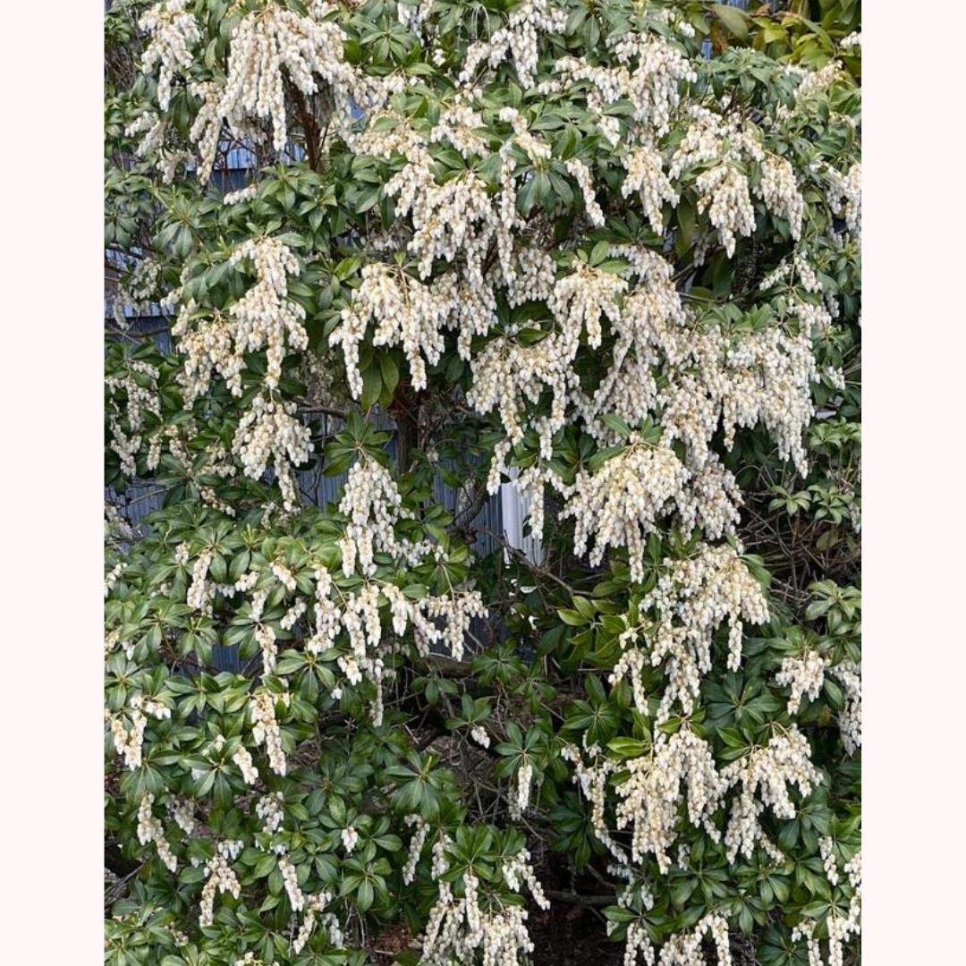 White flowers blooming on an Andromeda Tree under the midday sun.