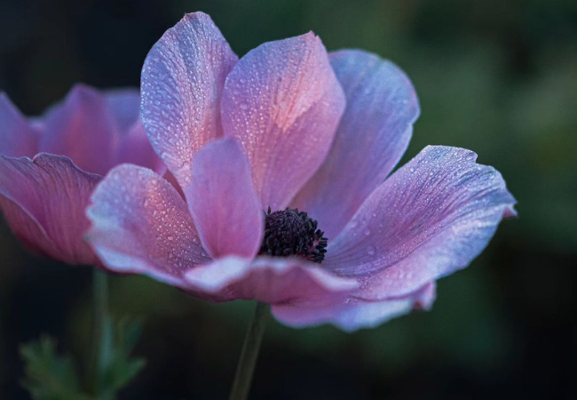 Anemone Flowers