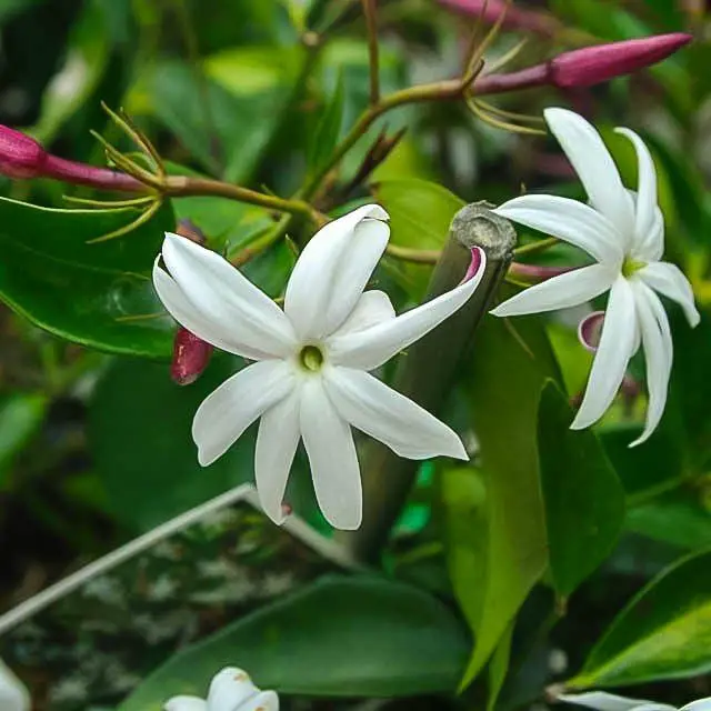 Vibrant white flower of Angel Wing Jasmine plant with red petals and green foliage.