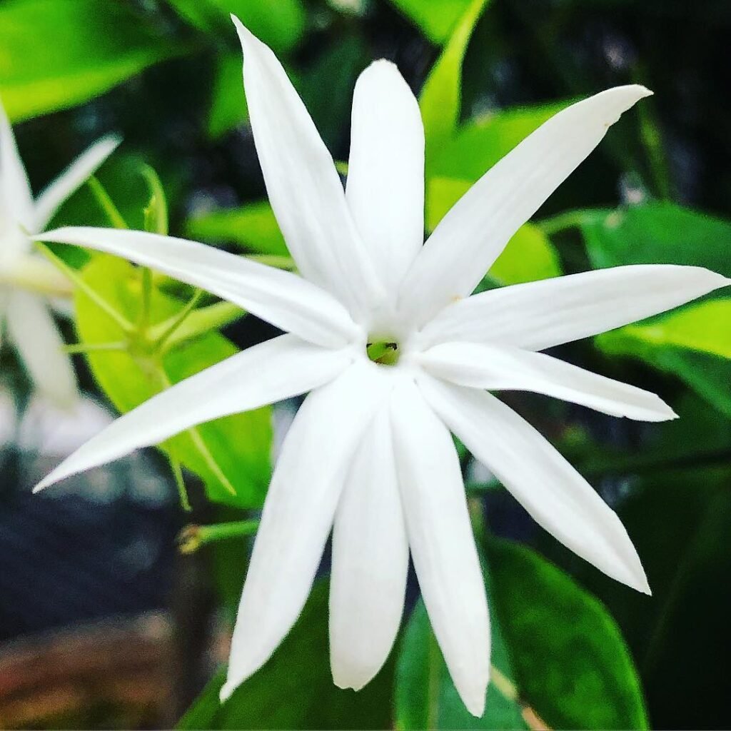 Beautiful white Angel Wing Jasmine bloom surrounded by vibrant green leaves.