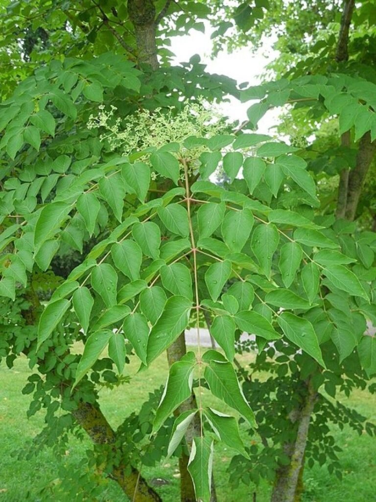 20 Trees That Start With A | Expert Guide with Growing Tips 19 Angelica Tree