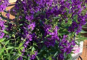 Angelonia: The Summer Snapdragon