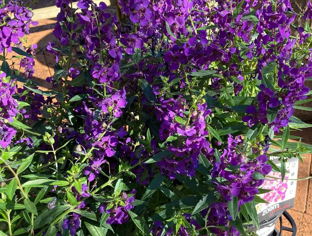 Vibrant purple Angelonia bloom in pot outdoors.