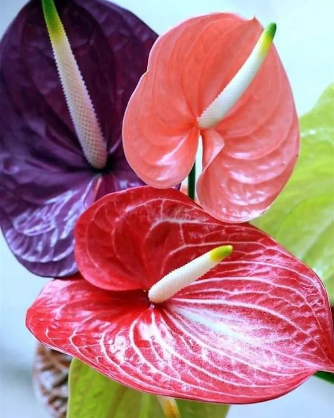 Anthurium flowers in red, pink, and white, captured up close.