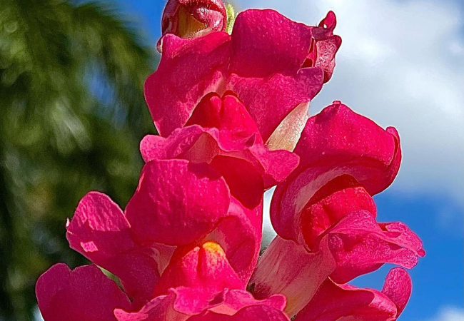 Antirrhinum Flower : Growing Cheerful Snapdragons in Your Garden