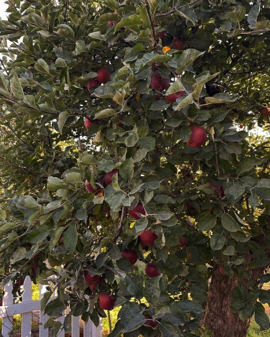 Apple tree with ripe red apples hanging from its branches.