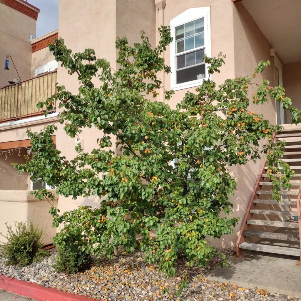 20 Trees That Start With A | Expert Guide with Growing Tips 15 Apricot tree with fruit in front of an apartment building.