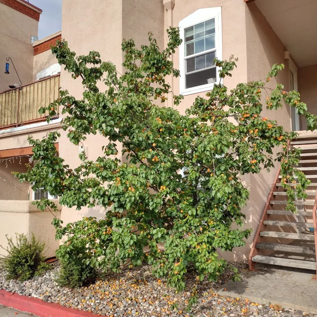 Apricot tree with fruit in front of an apartment building.