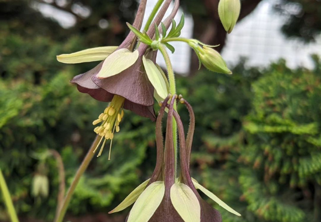 Aquilegia Flower: A Guide to Growing and Enjoying Columbines