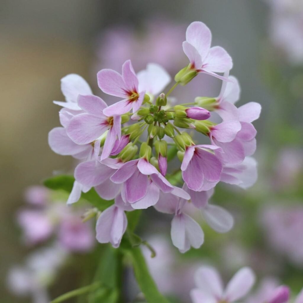  Pink Arabis flowers with green stems.