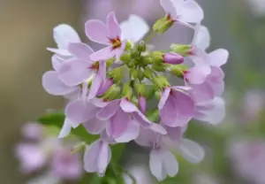 Arabis Flowers: Growing and Enjoying Rockcress in Your Garden