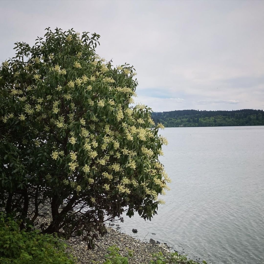  Coastal Arbutus tree with blossoms near water.