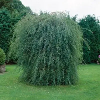 Image of an Arctic Willow tree surrounded by vibrant green grass in a vast field.