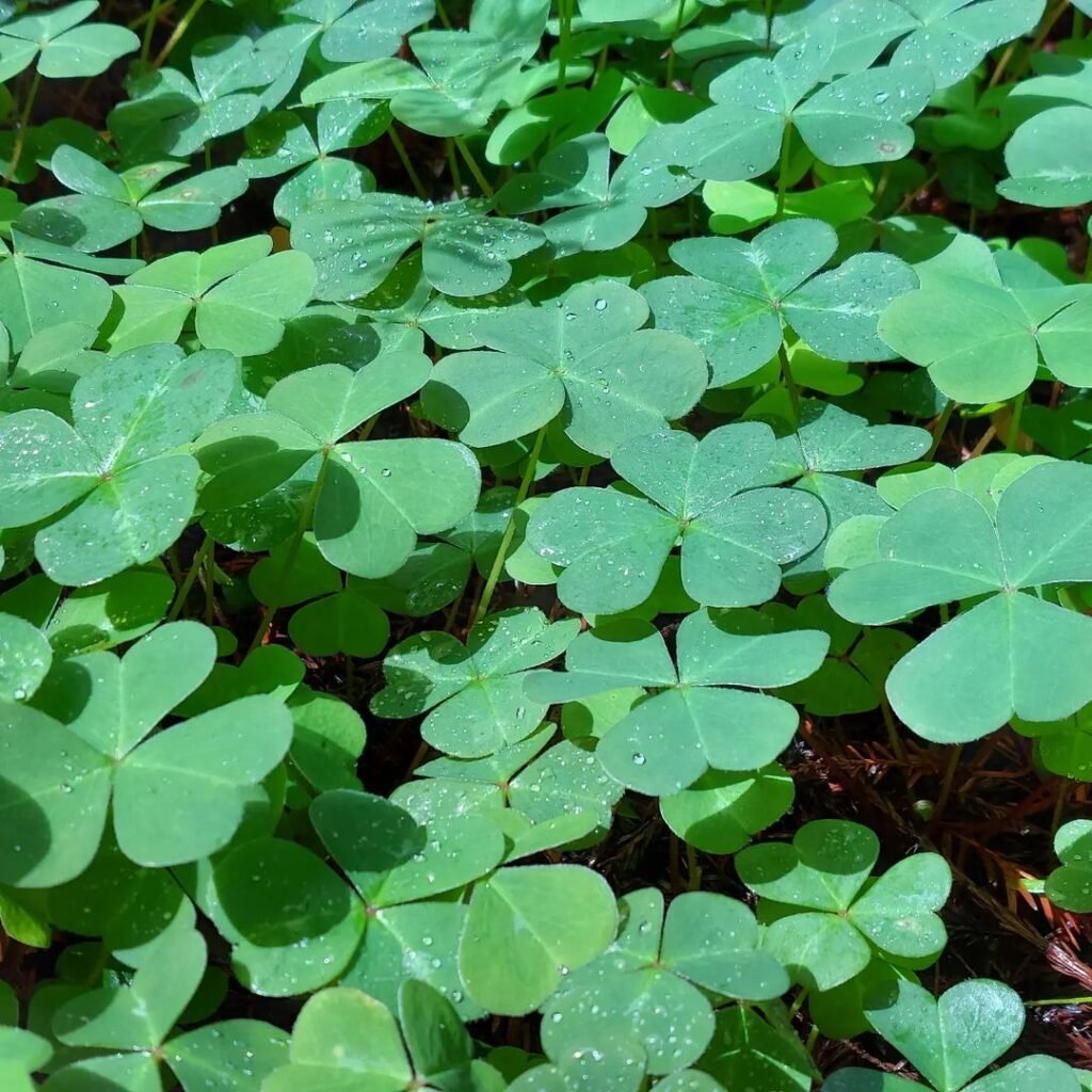 Detailed view of clover field featuring four-leaf clovers.

