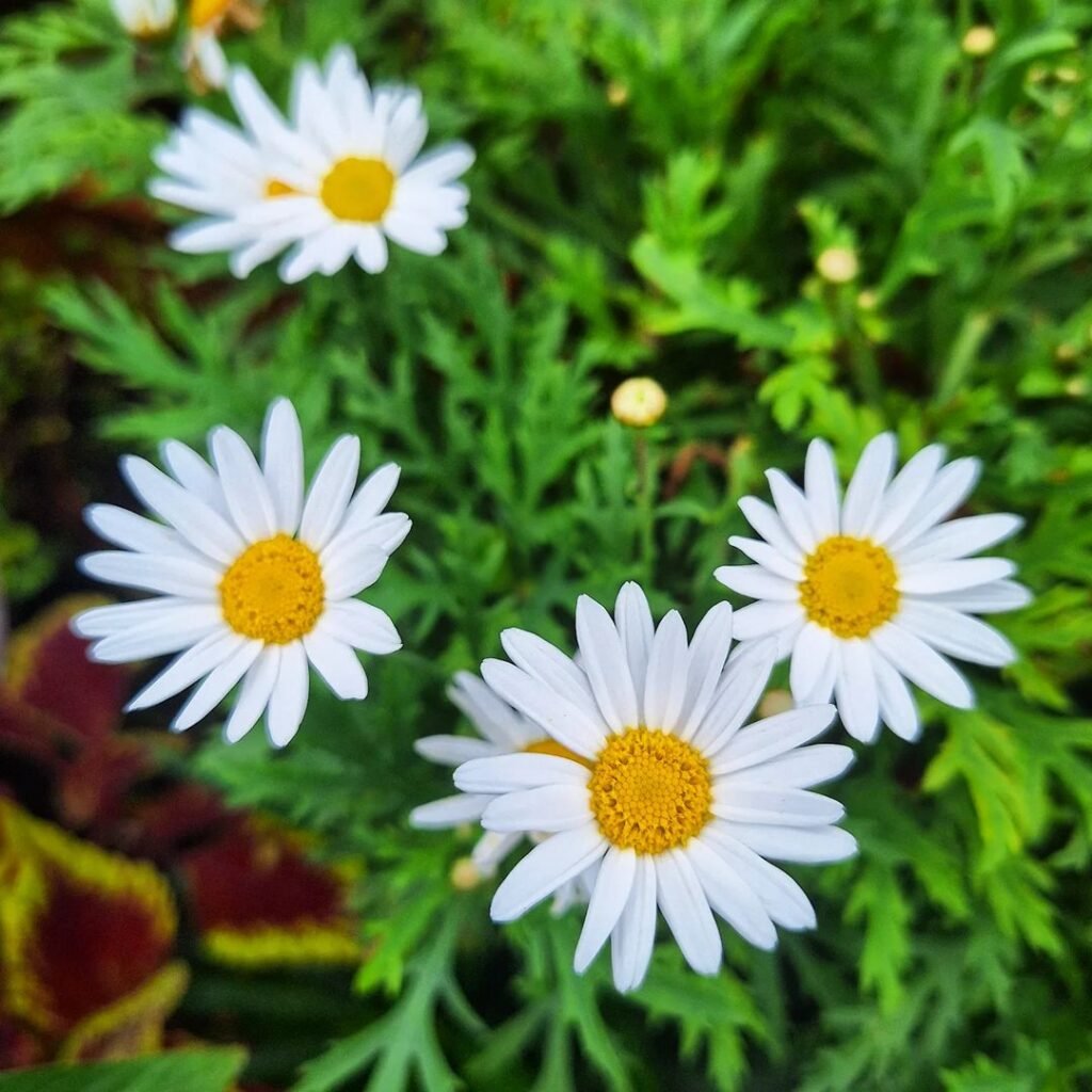 Three white Argyranthemum daisies bloom in a garden.