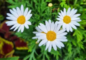 Argyranthemum: The Cheerful Daisy for Your Garden