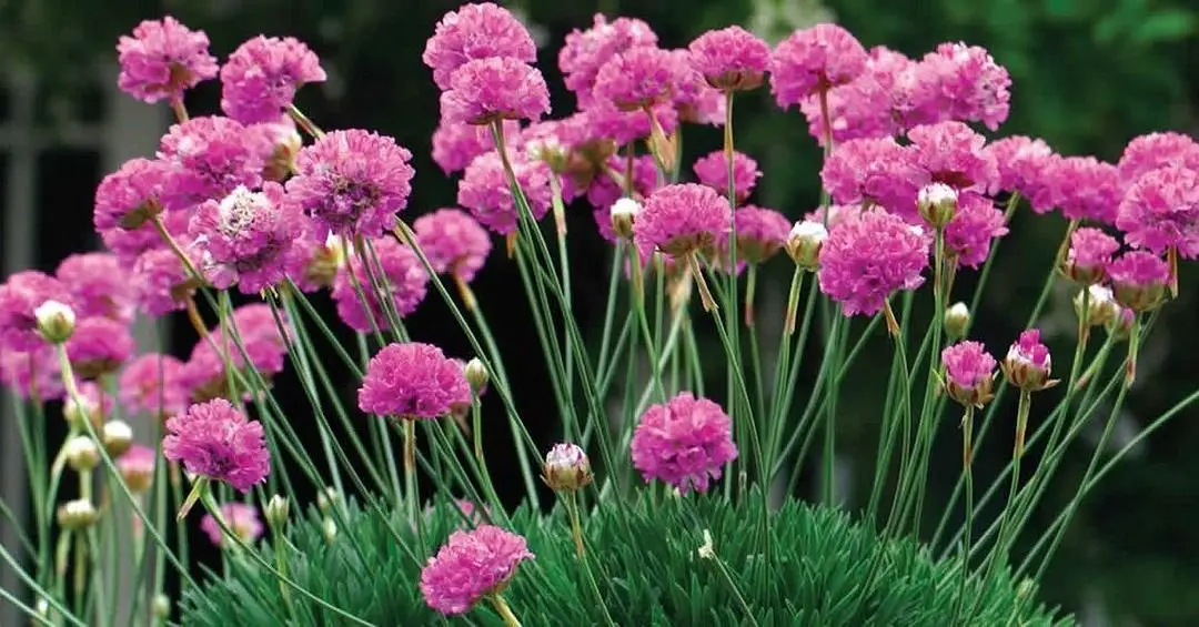 Pink Armeria flowers blooming in lush green foliage.