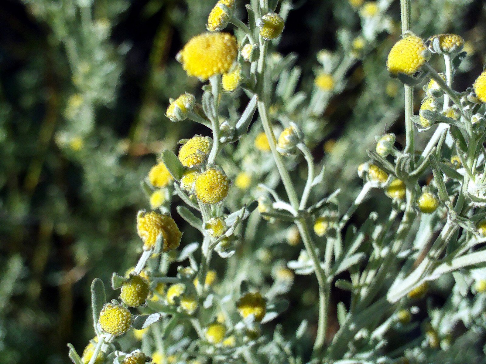  Close-up of Artemisia plant with yellow flowers.