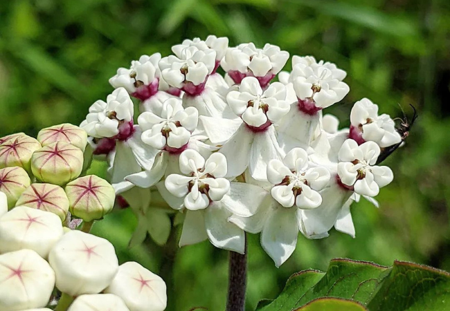 Asclepias (Milkweed) : The Butterfly’s Best Friend in Your Garden