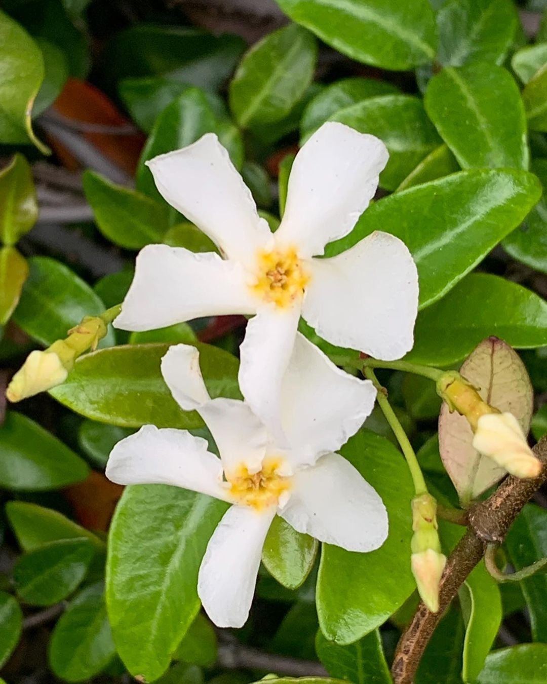 A white Asiatic Jasmine flower with yellow centers on a bush.