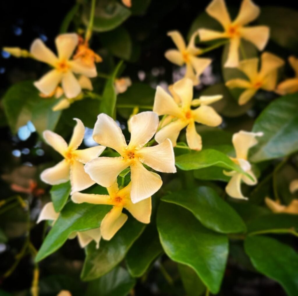 Bright yellow blooms of Asiatic Jasmine stand out on the tree's leafy branches.