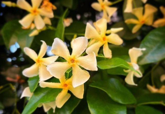 Asiatic Jasmine : A Versatile Ground Cover