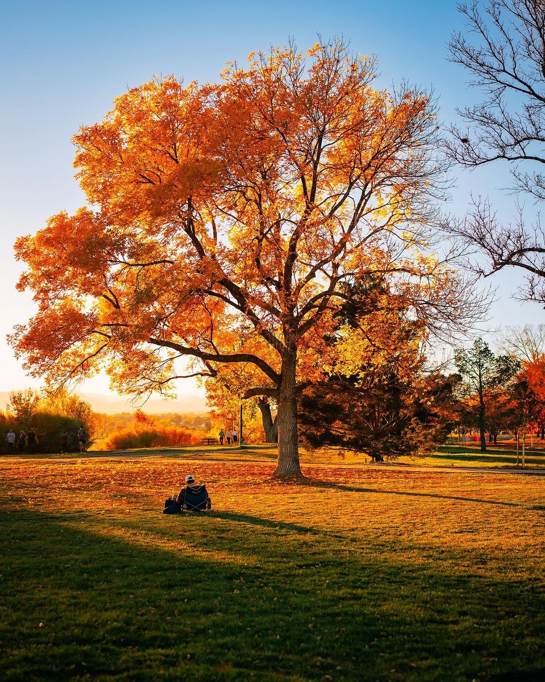 Aspen tree with golden autumn leaves.