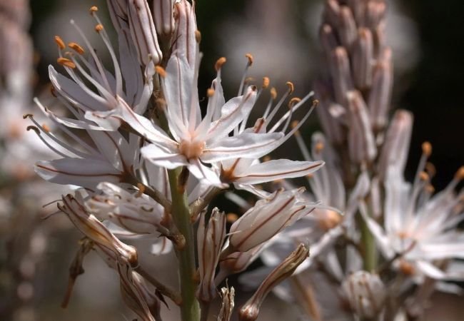 Asphodel : The Mysterious Flower of Ancient Myths