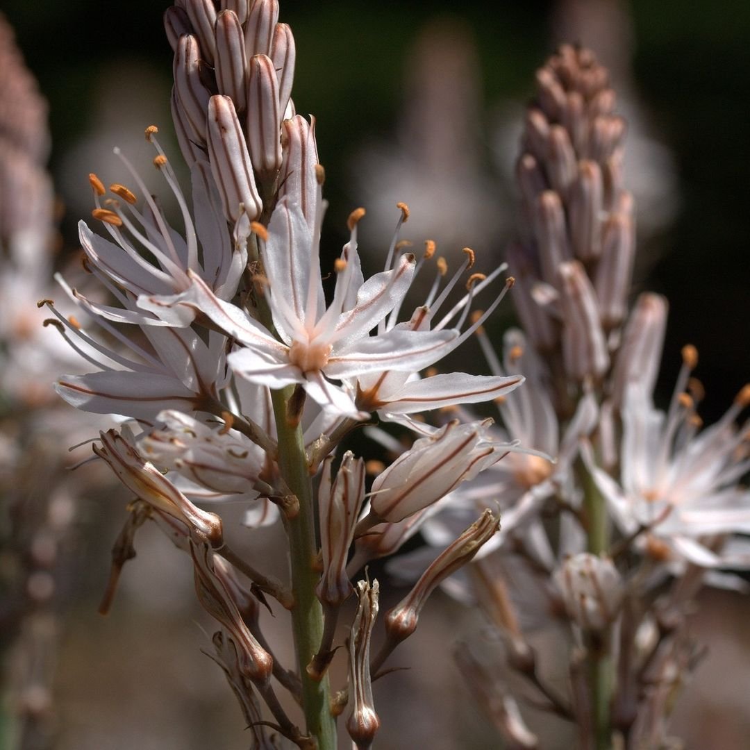  A close up of Asphodel plant with white flowers.