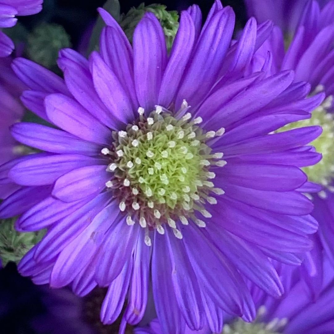 Purple Aster flowers with green centers in photo.