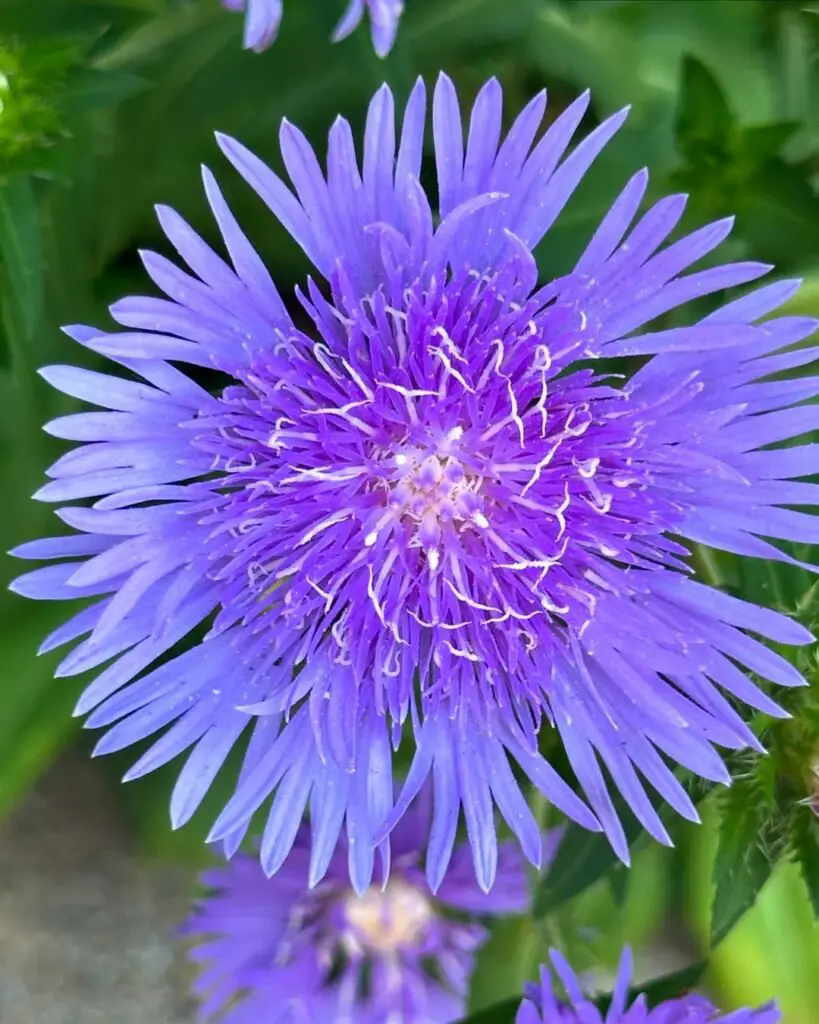 Close-up of a purple Asters flower with green leaves and a white center in bloom.