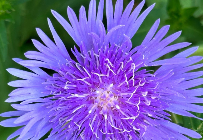 Asters: Bringing Fall Colors to Your Garden