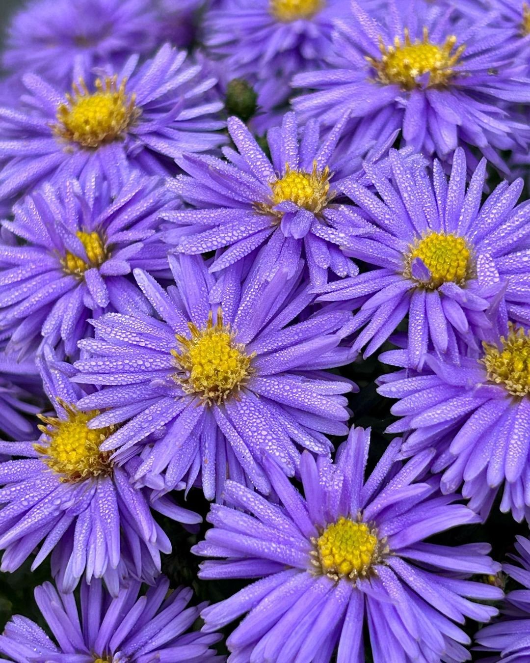 Detailed view of purple asters with yellow centers.