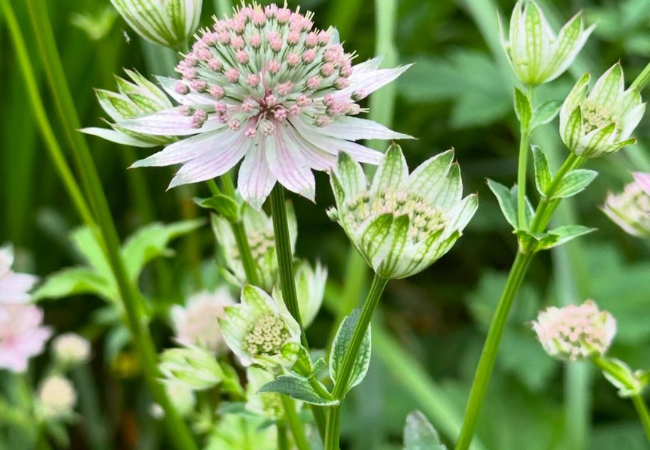 Astrantia Flower : A Masterwort Garden Gem You’ll Love