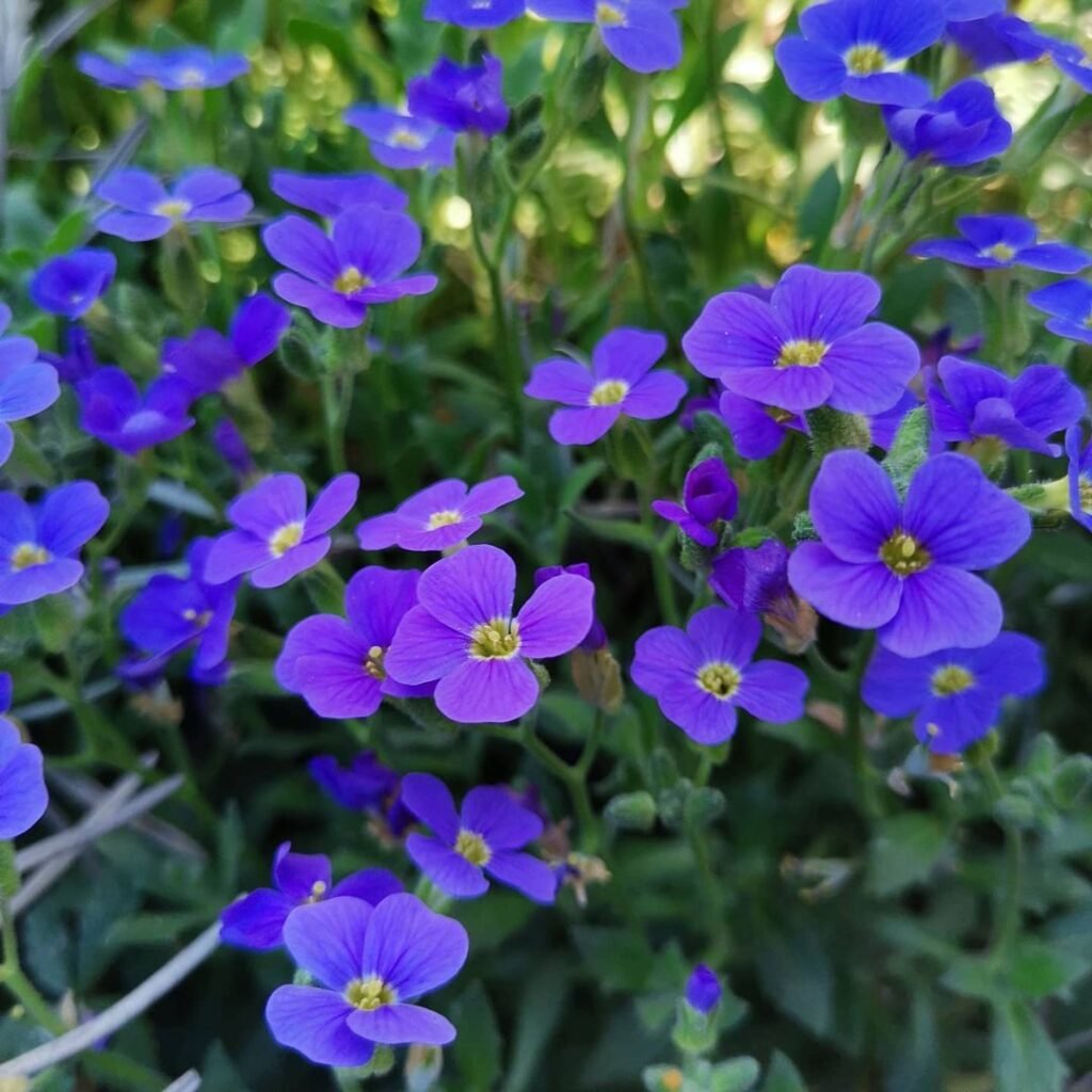 Cluster of Aubrieta flowers in blue with yellow centers.