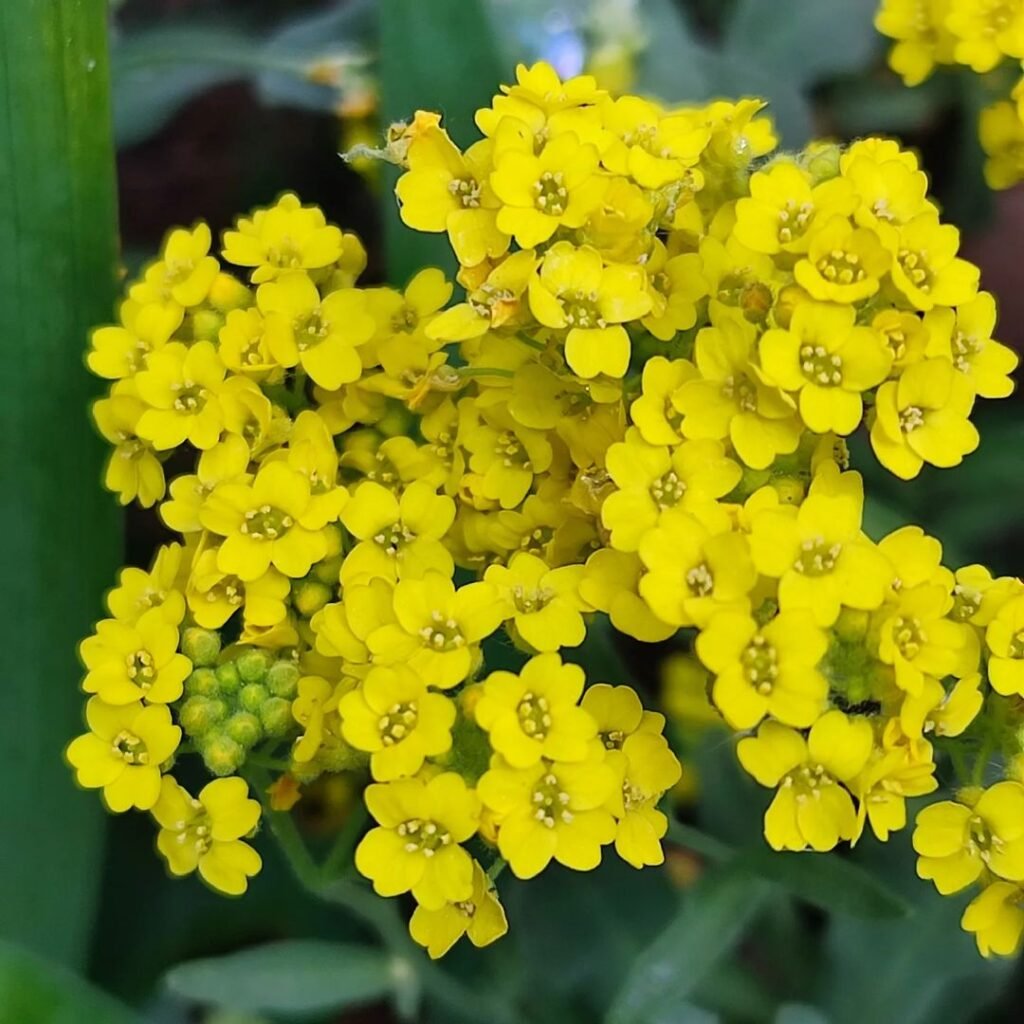 Yellow Aurinia flowers with green leaves in garden.