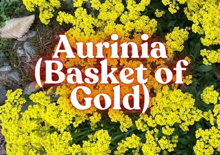 Aurinia (Basket of Gold)