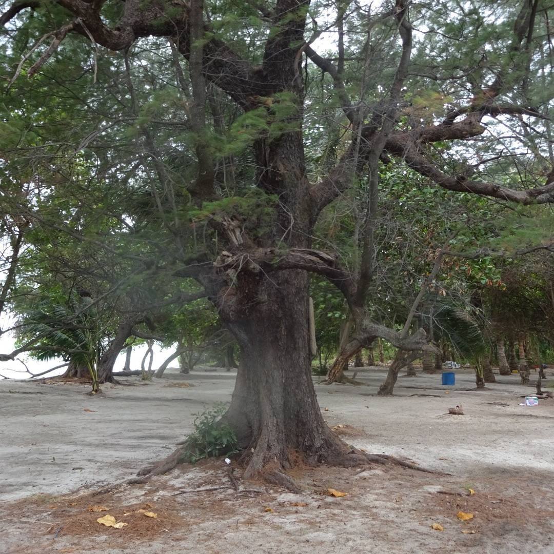 A majestic Australian Pine tree standing tall on the beach near the water.