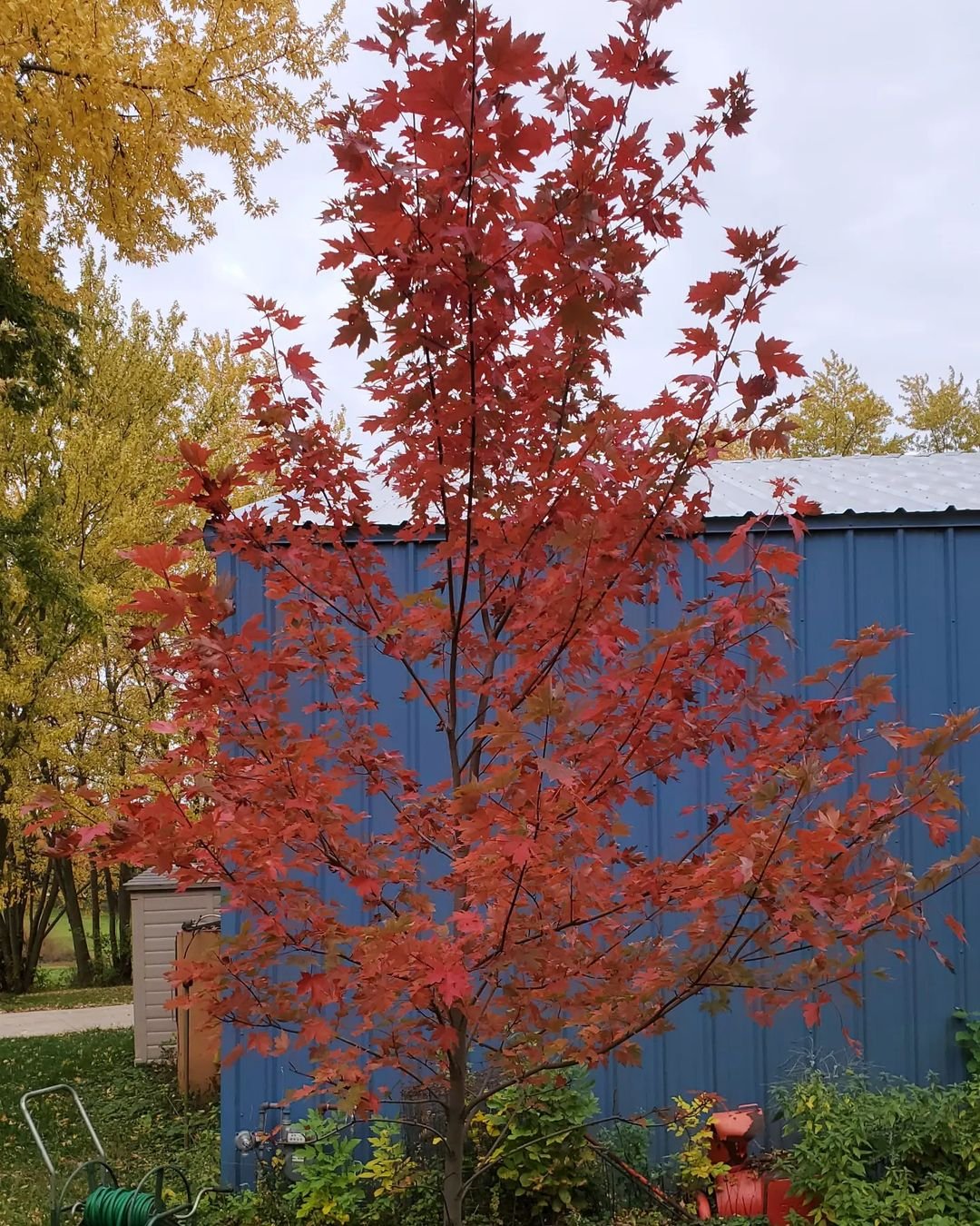 Stunning contrast of red Autumn Blaze Maple tree and blue house.