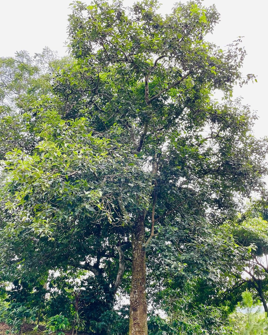  Image of a grand avocado tree surrounded by green leaves and a small bench.