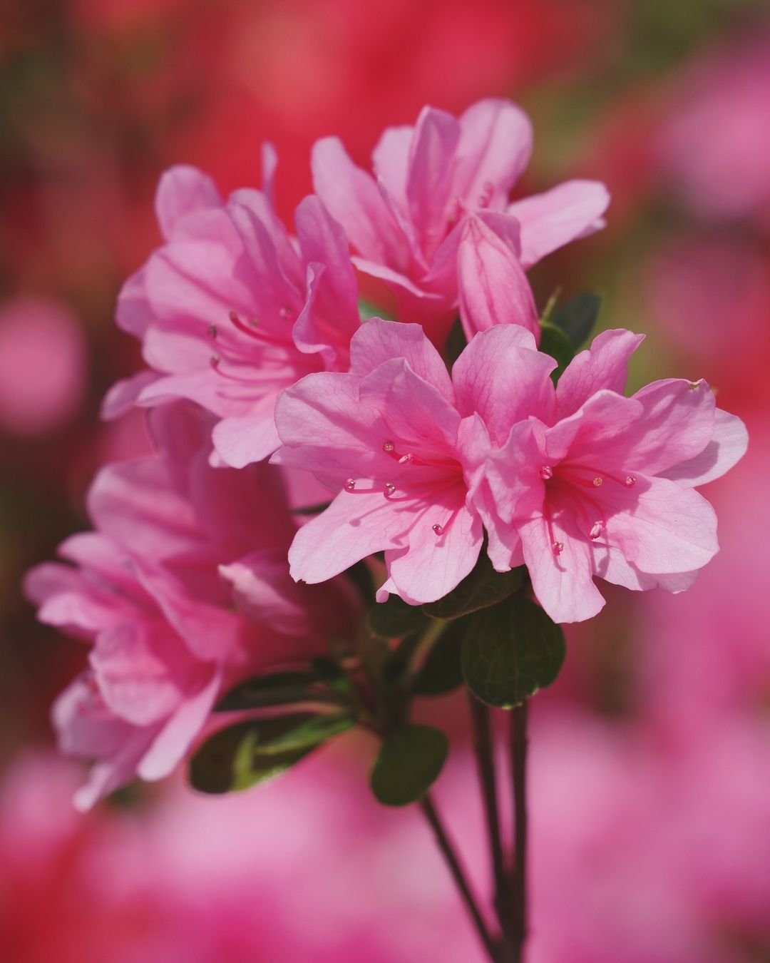 Azalea Flowers: A Colorful Addition to Your Garden