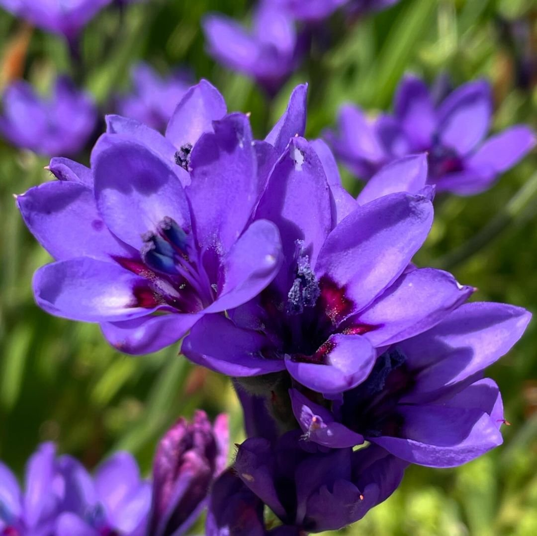 Detailed view of purple Baboon Flowers in a garden.