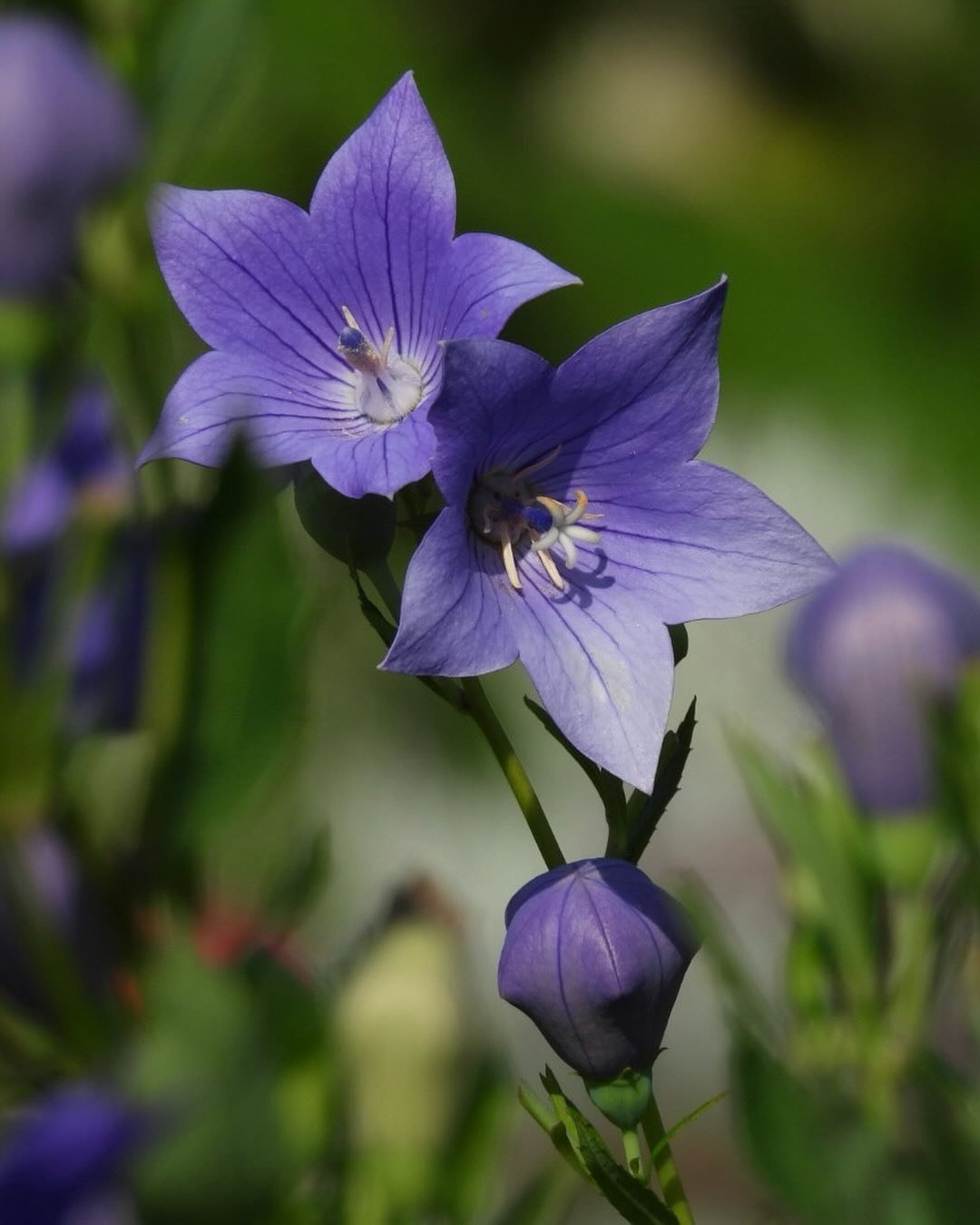 Close up of two purple Ballon flowers.