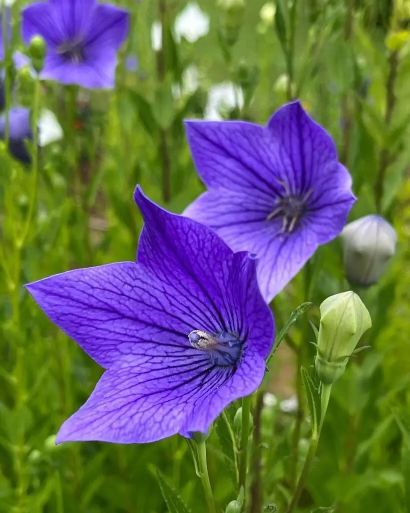 Detailed image of purple Balloon Flowers in a garden.