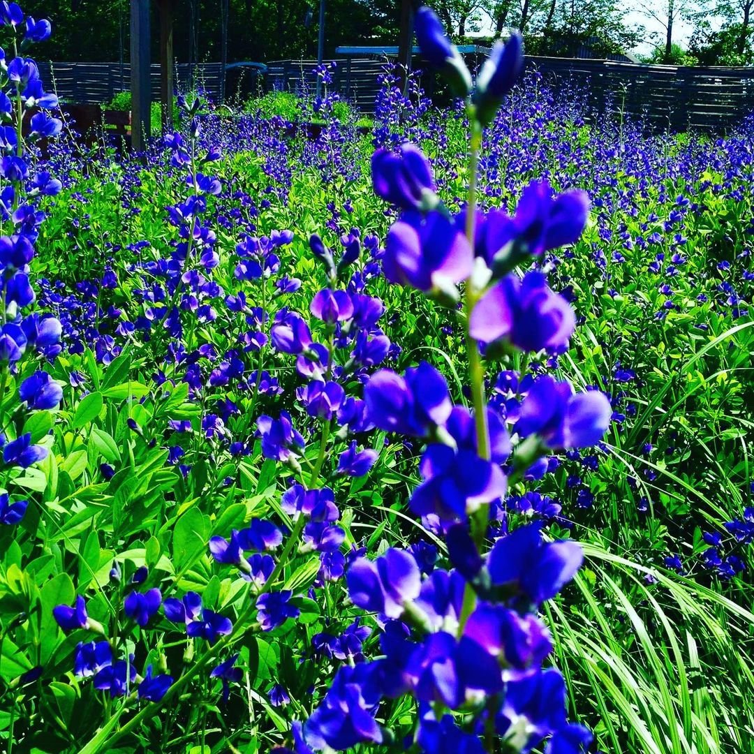 Blue Baptisia flowers blooming in a lush green field.