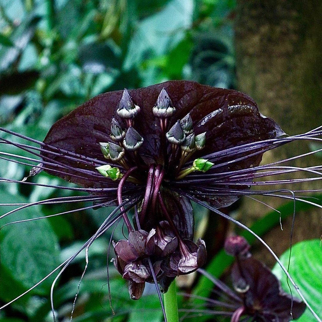 Black Bat flower with long, sharp, spiky leaves.